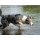 Notione GPS pet - 1363140 - zdjęcie 2